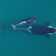 Illustration for article titled Drone Captures First-Ever Aerial Photos Of Nursing Orca Calf